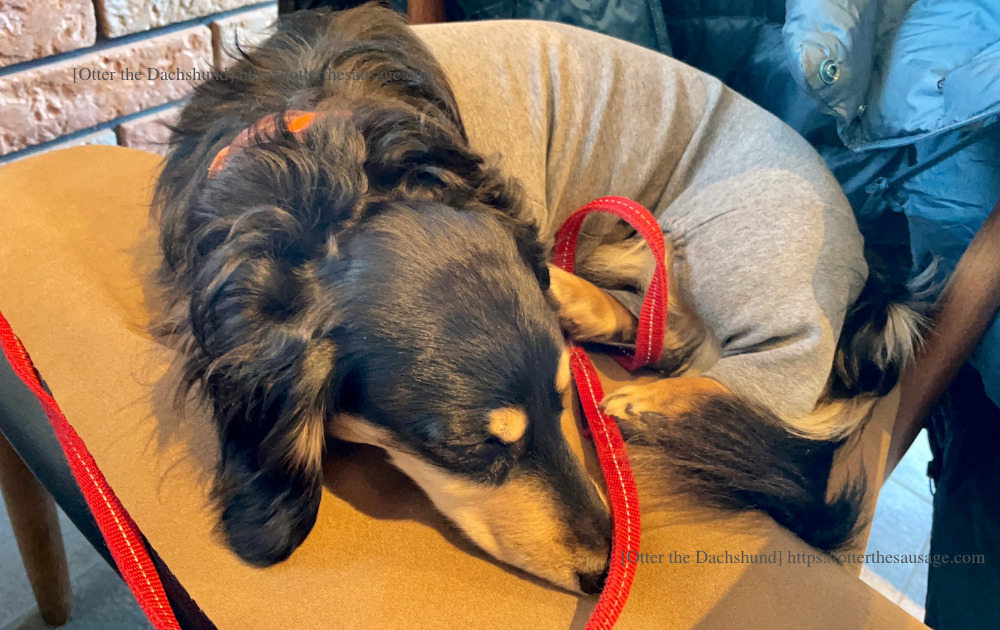 photo_犬と旅行_犬連れ旅行_Á FENESTELLA TRATTORIA E PIZZERIA_ア　フェネステッラ_軽井沢_犬連れランチ_イタリアン_ピッザリア_カニンヘンダックスフンド_オッター_暇つぶし